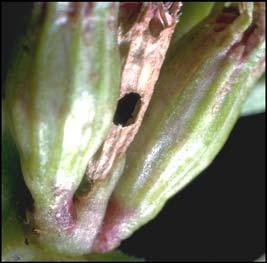 BIOLOGY AND BIOLOGICAL CONTROL OF PURPLE LOOSESTRIFE Figure 21. Nanophyes marmoratus adult exit hole in a dead purple loosestrife bud.