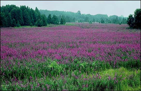 BIOLOGY AND BIOLOGICAL CONTROL OF PURPLE LOOSESTRIFE Sites intended for long-term insect and vegetation monitoring of control success should be safe from interference by other weed management