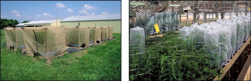 BIOLOGY AND BIOLOGICAL CONTROL OF PURPLE LOOSESTRIFE Figure 31. Large mesh cages of potted purple loosestrife for rearing biocontrol agents. (UGA1291031) Figure 32.