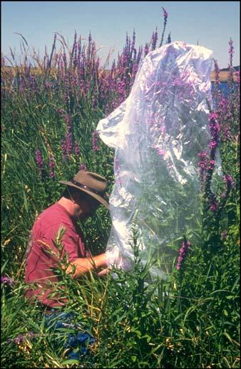 BIOLOGY AND BIOLOGICAL CONTROL OF PURPLE LOOSESTRIFE Frequency of release: Often, a single release will be sufficient to establish an insect population, but more than one release may be necessary if