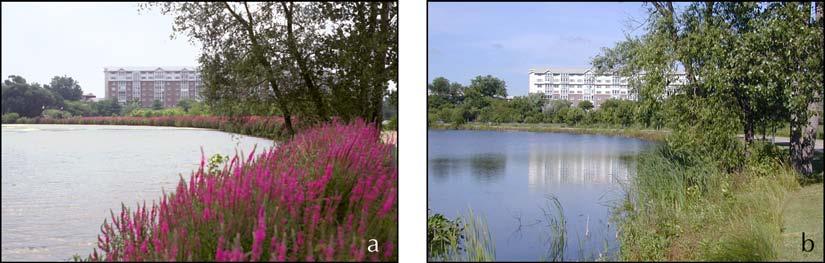 BIOLOGY AND BIOLOGICAL CONTROL OF PURPLE LOOSESTRIFE 5.
