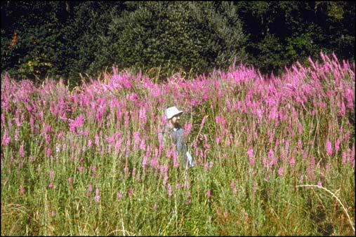 BIOLOGY AND BIOLOGICAL CONTROL OF PURPLE LOOSESTRIFE Choose sites to monitor: Select sites that are accessible and have a dense infestation of purple loosestrife (Figure 36).