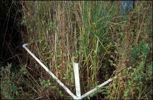 BIOLOGY AND BIOLOGICAL CONTROL OF PURPLE LOOSESTRIFE Secure the two ends of the transect with a stake to hold it in place while the quadrats are established. At each site, have 5-10 quadrats.