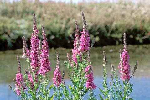 BIOLOGY AND BIOLOGICAL CONTROL OF PURPLE LOOSESTRIFE INTRODUCTION Overview Purple loosestrife, Lythrum salicaria (Figure 1), is a member of the Loosestrife family (Lythraceae).