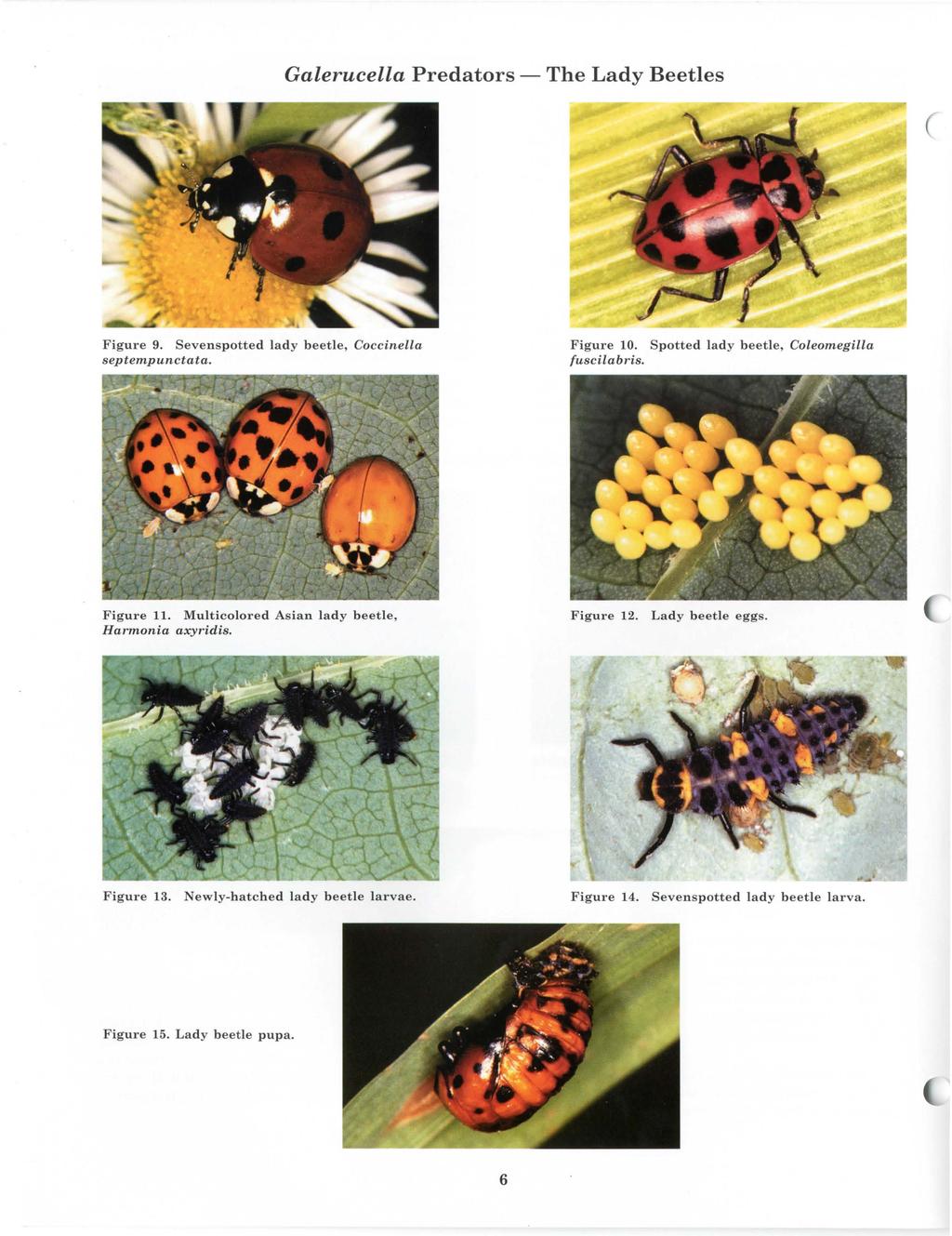 Galerucella Predators - The Lady Beetles Figure 9. Sevenspotted lady beetle, Coccinella septempunctata. Figure 10. Spotted lady beetle, Coleomegilla fuscilabris. Figure 11.