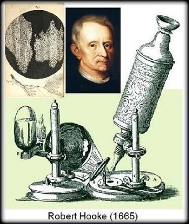 History of the Study of Microorganisms Robert Hooke, UK (1665)