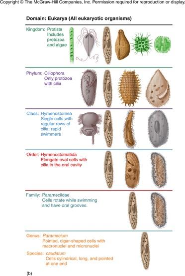 Examples of modern taxonomy and another: Carolus Linnaeus (aka Carl von Linne) Biological Taxonomy Modern Taxonomic Hierarchy Domain Dashing Kingdom King Phylum Philip Class