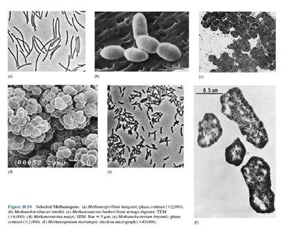 Selected methanogenes 45 Fungi Singular Fungus Are eukaryotes Cell contain a distinct nucleus, containing the genetic