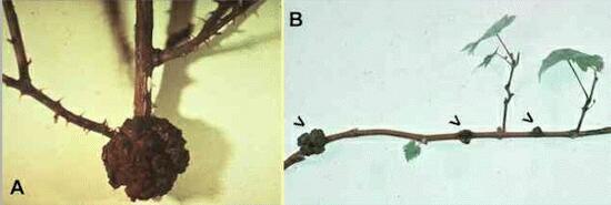 Agrobacterium tumefaciens: a natural tool for plant transformation Causes Crown Gall disease - tumors (galls) form at base of stem in many dicotyledonous plants (dicots)