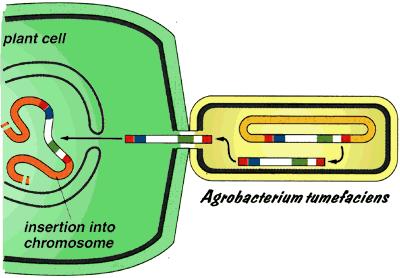 T-DNA transfer into plants T-DNA is inserted into plant nuclear genome at random sites. Transformed cell starts proliferating upon DNA integration resulting in tumor formation.