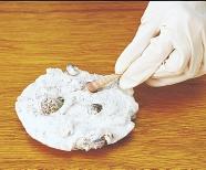 Make a model of a fossil 1. Fill a small jar (about 500 ml) onethird full of plaster of paris. Add water until the jar is half full. 2. Drop in a few small shells. 3.