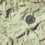 Recognize the Problem How can you model trace fossils that can provide information about the behavior of organisms?