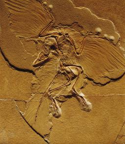 Figure 14.8 Both fossil evidence like this Archaeopteryx (A) and some characteristics of present-day birds like this hoatzin (B) suggest that dinosaurs might have been the ancestors of today s birds.