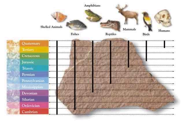 Fossil Record The fossil record provides evidence about the history of life on Earth.