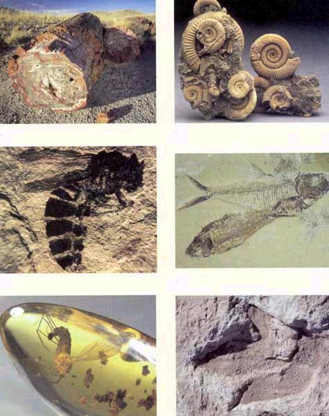 Fossils are preserved remains or traces of living things. Most fossils form when living things die and are buried by sediments.