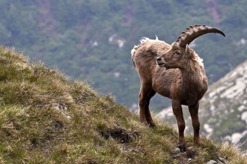 Five Extinct Creatures: Pyrenean Ibex Was once numerous across