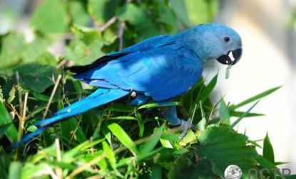 Five Extinct Creatures: Spix s Macaw Their decline in population is attributed to hunting and