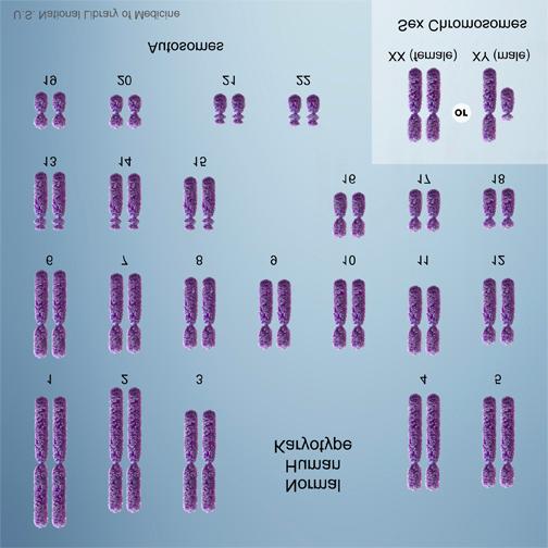 chromatids in a pair of duplicated homologous