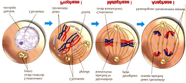 Meiosis I PURPOSE: homologous chromosomes separate creating 2 each with