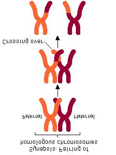 replicate Prophase I homologous chromosomes find each other (synapsis)