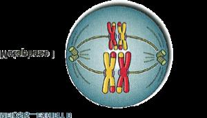 attach to chromosomes independent assortment occurs homologous