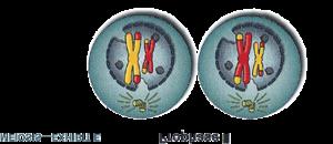 Meiosis II PURPOSE: sister chromatids separate creating