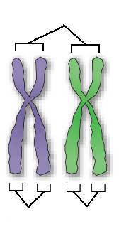 Homologous Chromosomes Pairs of homologous chromosomes separate in meiosis I.