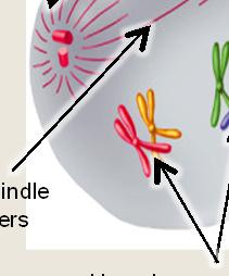 Spindle fibers Centrioles Homologous Pairs