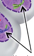 chromosome sets Cytokinesis the cell divides into two cells Nuclear