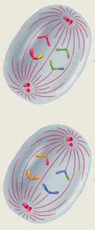 Anaphase II Telophase II & Cytokinesis The centrioles use the spindle fibers to separate the chromosomes into