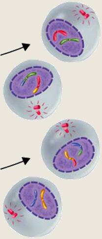 Chromatids Each chromatid is pulled to the opposite pole of the cell Cytokinesis the cells divides into four