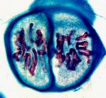 Comparing Mitosis & Meiosis Number of cells at beginning of process Mitosis = 1 Diploid cell