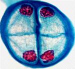 Meiosis = 4 Haploid Cells Comparing Mitosis & Meiosis Number of chromosomes at the START