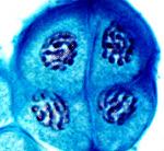 Meiosis = 23 (Haploid, one set ) Comparing Mitosis & Meiosis Is the genetic make-up of the