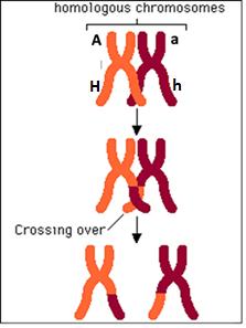 When a pair of homologous chromosomes is lined up next to each other during Meiosis I, the two homologous chromosomes can exchange parts of a chromatid. This is called crossing over. 13a.