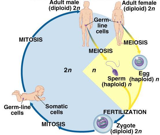 Meiosis Reduction Division special cell division for sexual reproduction reduce 2n 1n diploid haploid two half makes gametes sperm, eggs