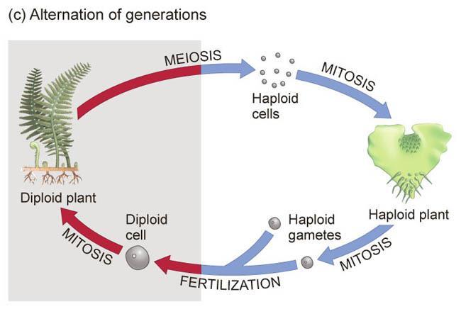 1. Meiosis in sporophyte produces haploid cells 2.