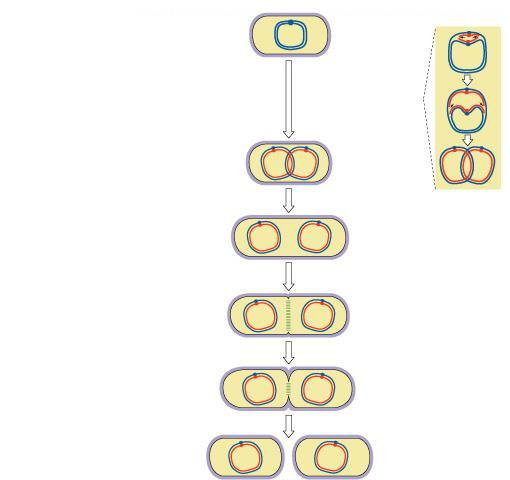 Evolution of mitosis Mitosis in eukaryotes likely evolved from binary fission in bacteria single circular chromosome no membrane-bound