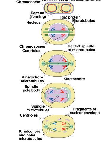 Evolution of mitosis A possible progression of mechanisms intermediate between binary fission & mitosis is seen in