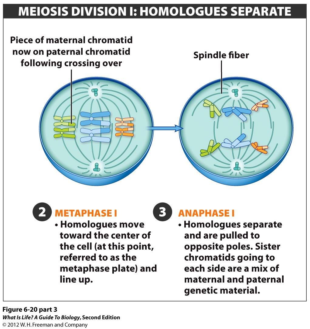 Each pair of homologous chromosomes moves