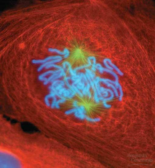 During prometaphase (late prophase), the nuclear envelope fragments and microtubules from the spindle interact