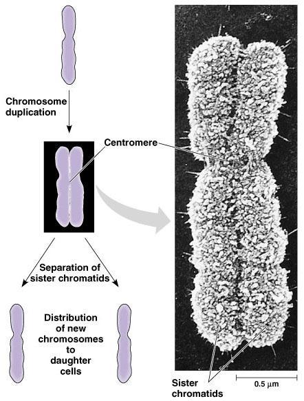 Each duplicated chromosome consists of two sister chromatids which contain identical copies of the chromosome s DNA, plus proteins.