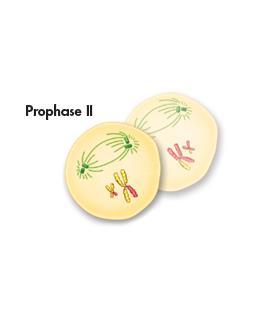 Prophase II Meiosis I results in two haploid (N) cells.