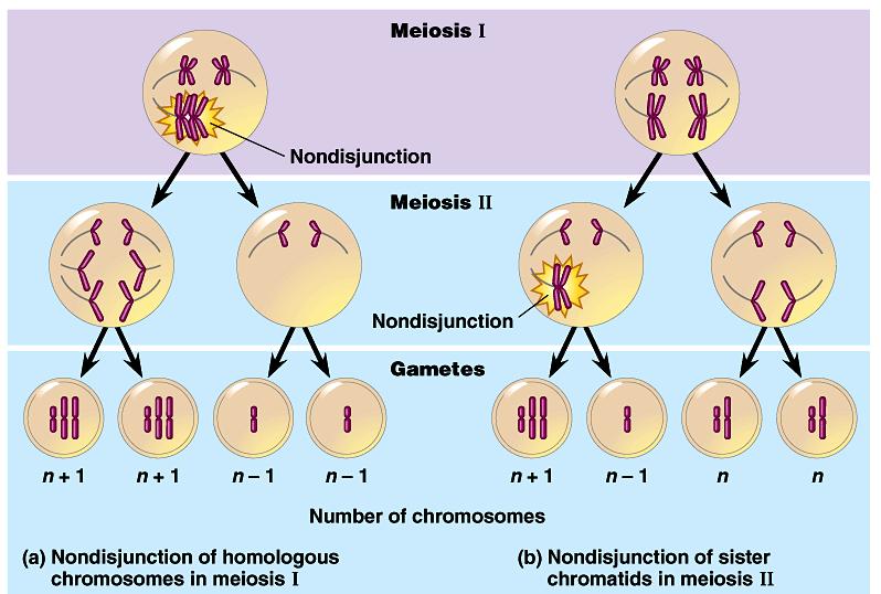 Nondisjunction Problems in meiosis cause errors in daughter cells chromosome pairs do not separate properly during Meiosis 1