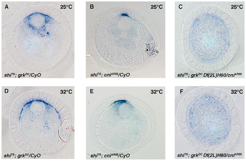 The role of Cni in Grk secretion RESEARCH ARTICLE 465 Fig. 5. Trapping of Grk DC protein at the plasma membrane through inactivation of the Drosophila Dynamin homologue Shibire requires Cni function.
