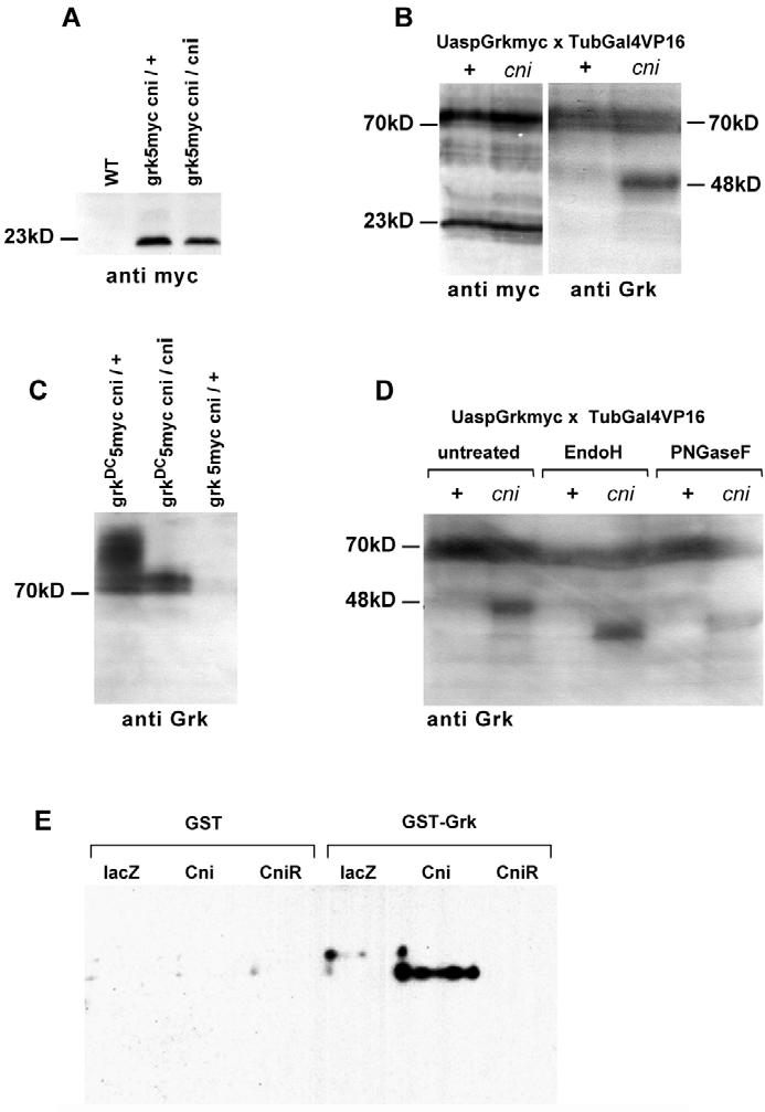 466 RESEARCH ARTICLE Development 133 (3) binding to Cni in a yeast two-hybrid assay. Interaction was also observed with a prey construct encoding only the first 57 amino acids of Cni.