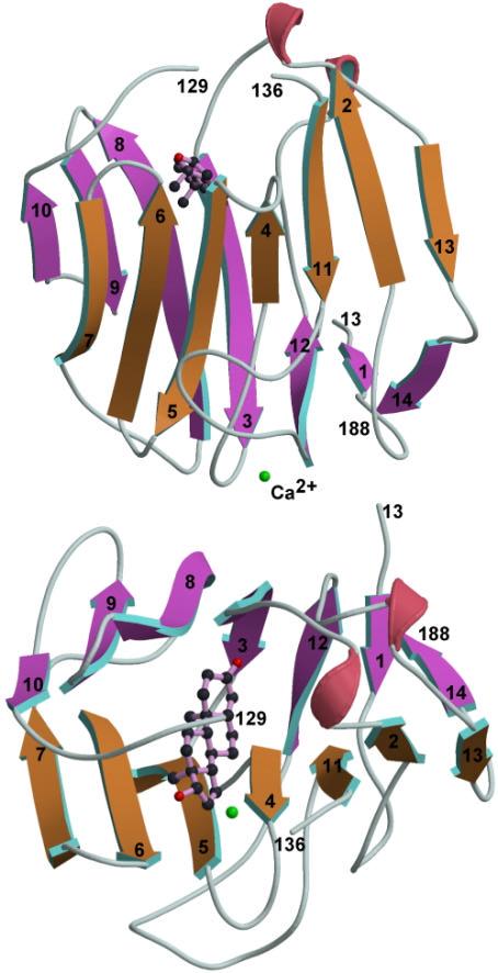 3. Results 38 a) b) Figure 3.3 The LG domain fold in SHBG. a) and b) Ribbon representations of the N-terminal domain of SHBG in two orthogonal orientations.