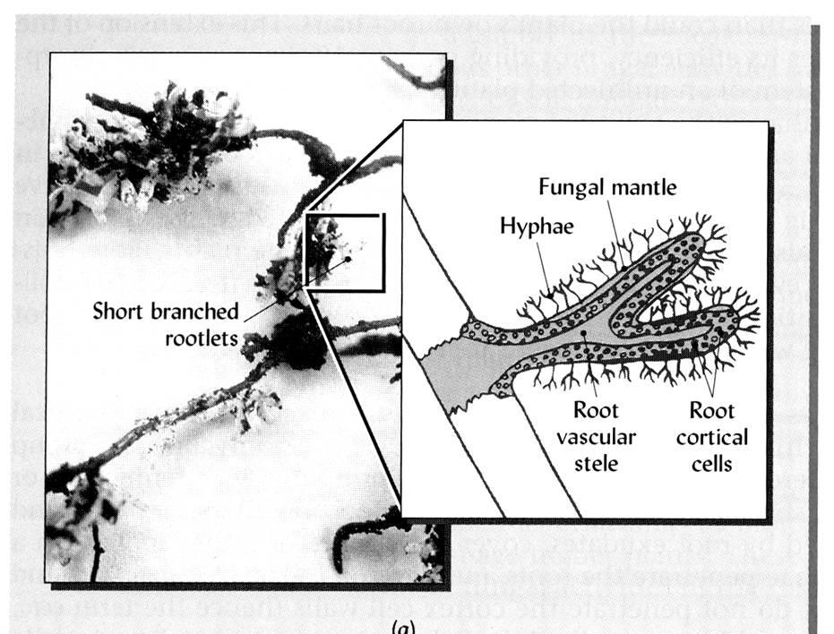 Ectomycorrhizae Special Soil Fungi Mycorrhizal Fungi Mycorrhizae = symbiosis between fungi and root.
