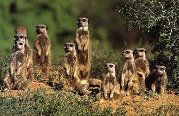 Chapter 53 Animal Behavior meerkats What