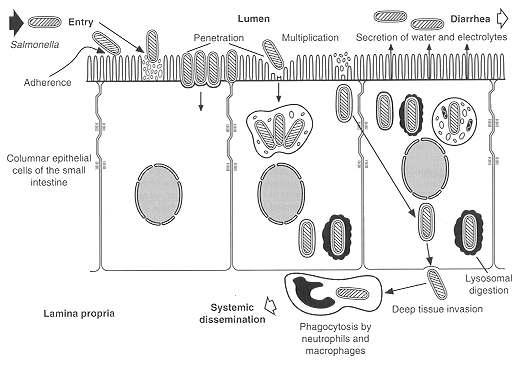 Pathogenicity From: Ralph A.